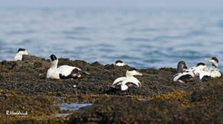 Common Eider