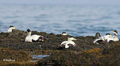 Eider à duvet