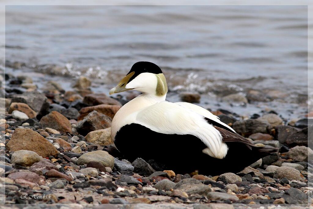 Eider à duvet