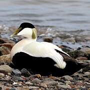 Common Eider