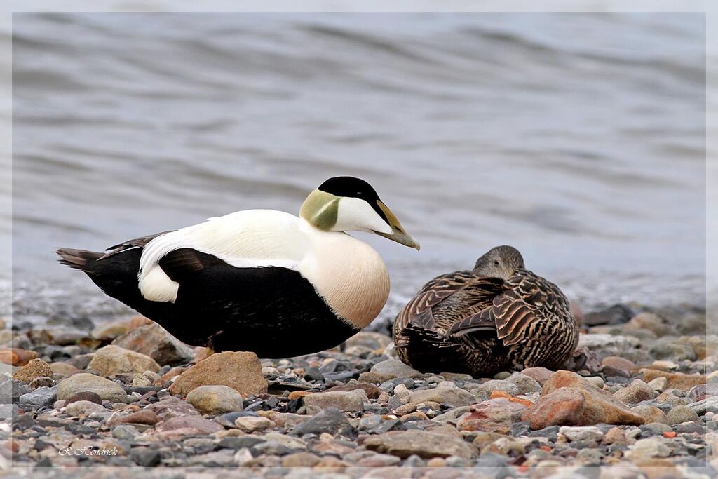 Eider à duvet