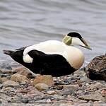 Eider à duvet