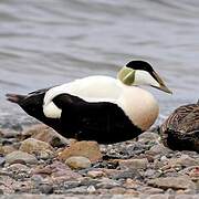 Common Eider