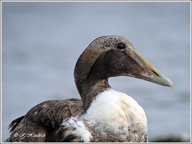 Eider à duvet