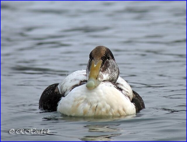 Common Eider