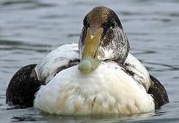 Common Eider