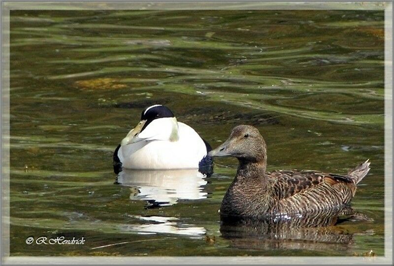 Common Eider