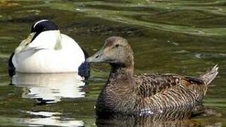 Common Eider