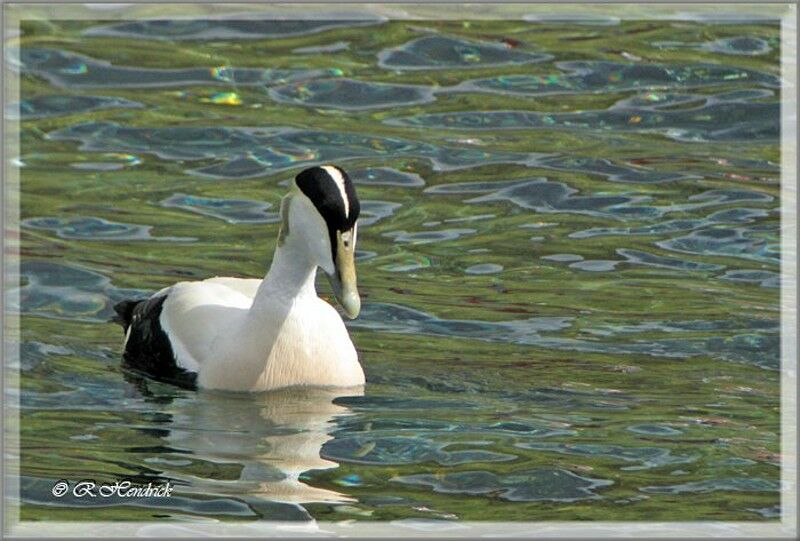 Eider à duvet