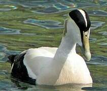 Common Eider