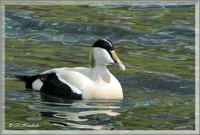 Common Eider