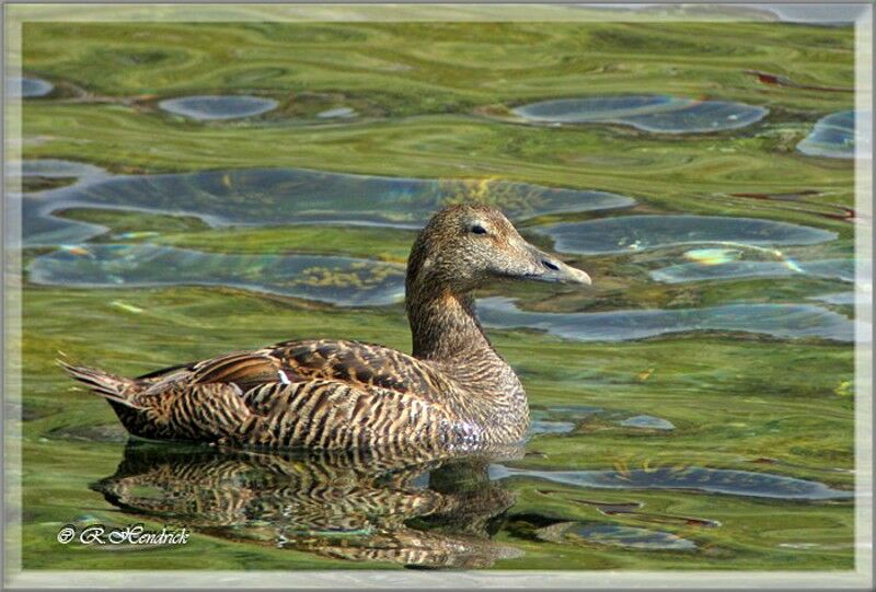 Common Eider