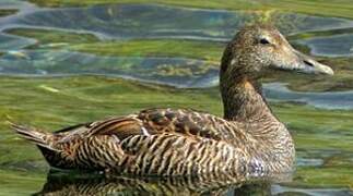 Common Eider