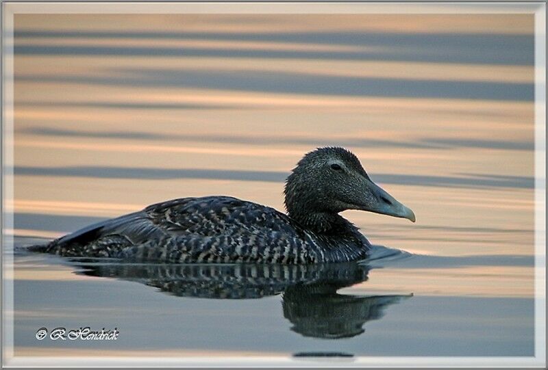 Common Eider