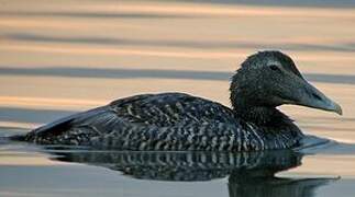 Eider à duvet