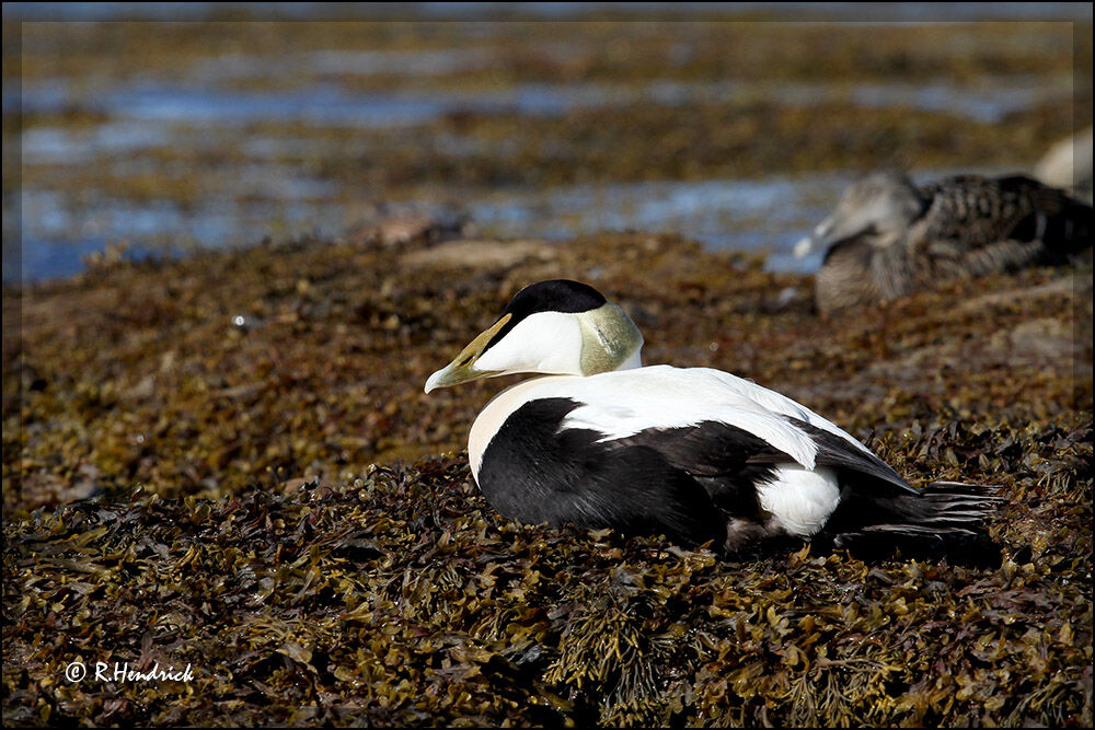 Common Eider