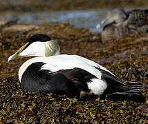 Common Eider