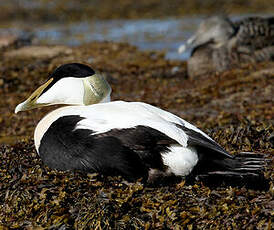 Eider à duvet