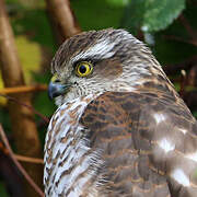 Eurasian Sparrowhawk