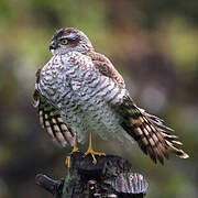Eurasian Sparrowhawk