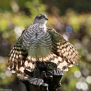 Eurasian Sparrowhawk
