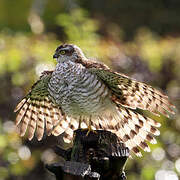 Eurasian Sparrowhawk