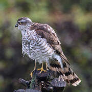 Eurasian Sparrowhawk