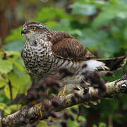 Eurasian Sparrowhawk