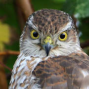 Eurasian Sparrowhawk