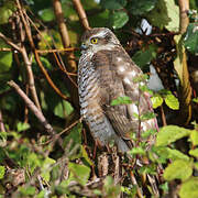 Eurasian Sparrowhawk
