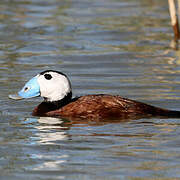 White-headed Duck