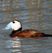 White-headed Duck