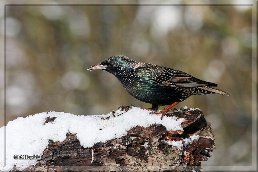 Common Starling