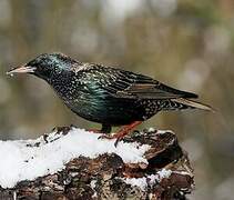 Common Starling