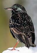 Common Starling