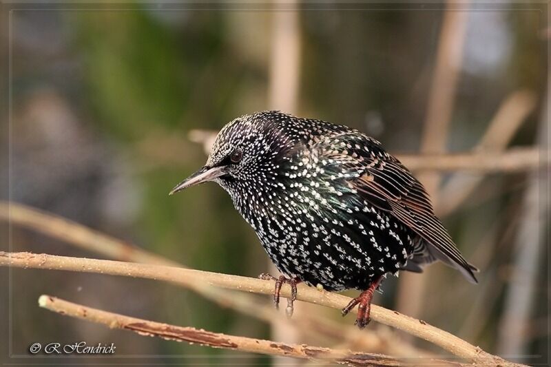 Common Starling