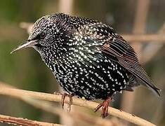 Common Starling