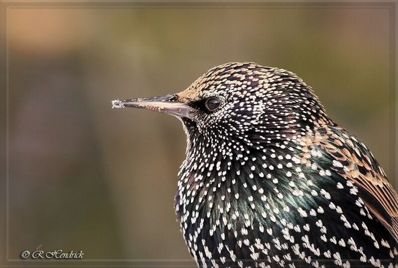 Common Starling