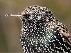 Common Starling