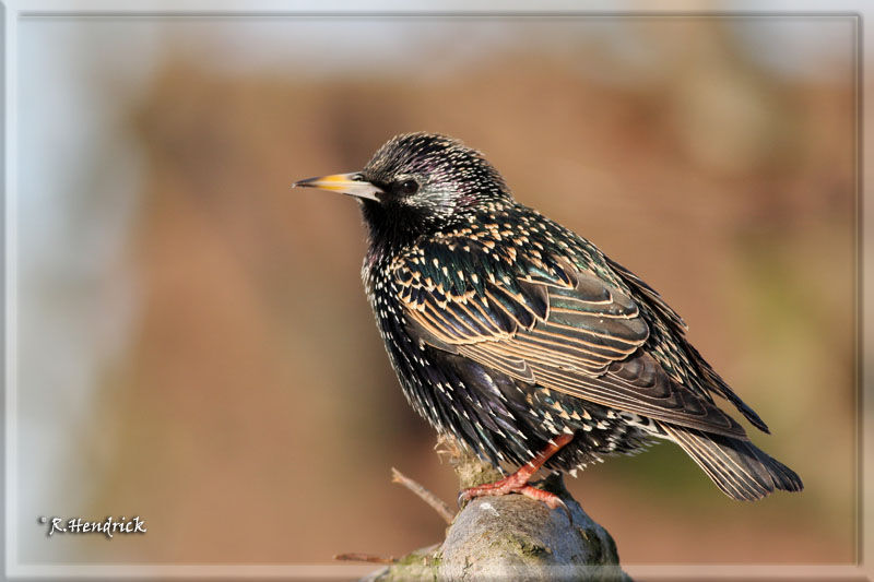 Common Starling