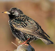 Common Starling