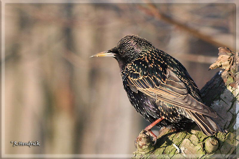 Common Starling