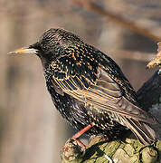 Common Starling