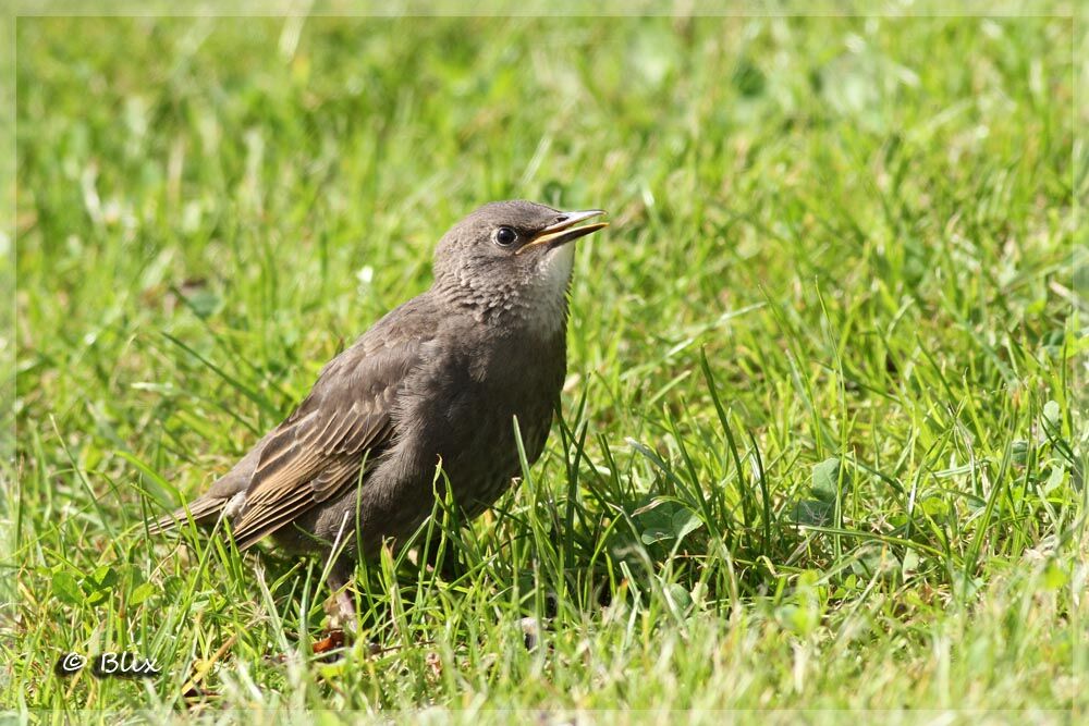 Common Starling