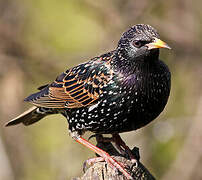 Common Starling