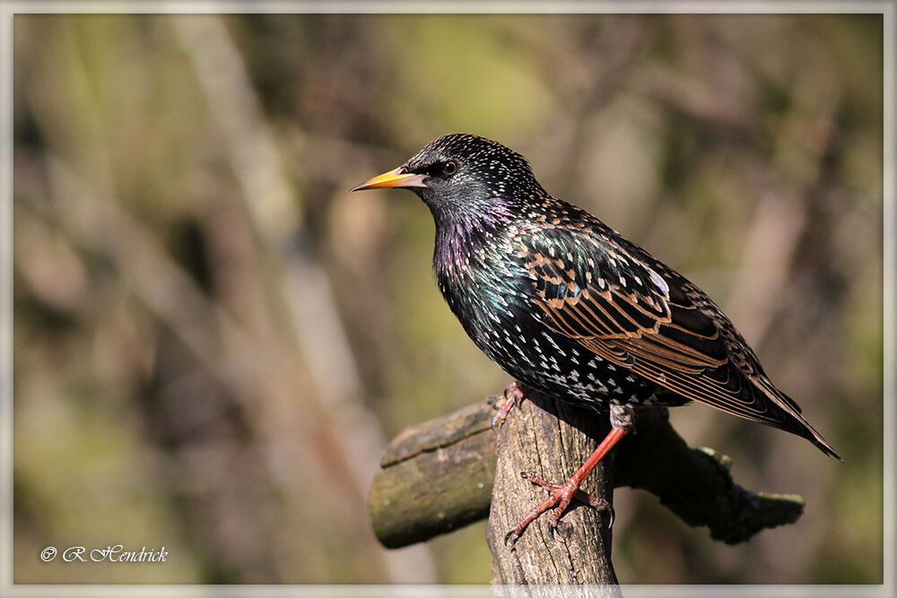 Common Starling