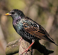 Common Starling