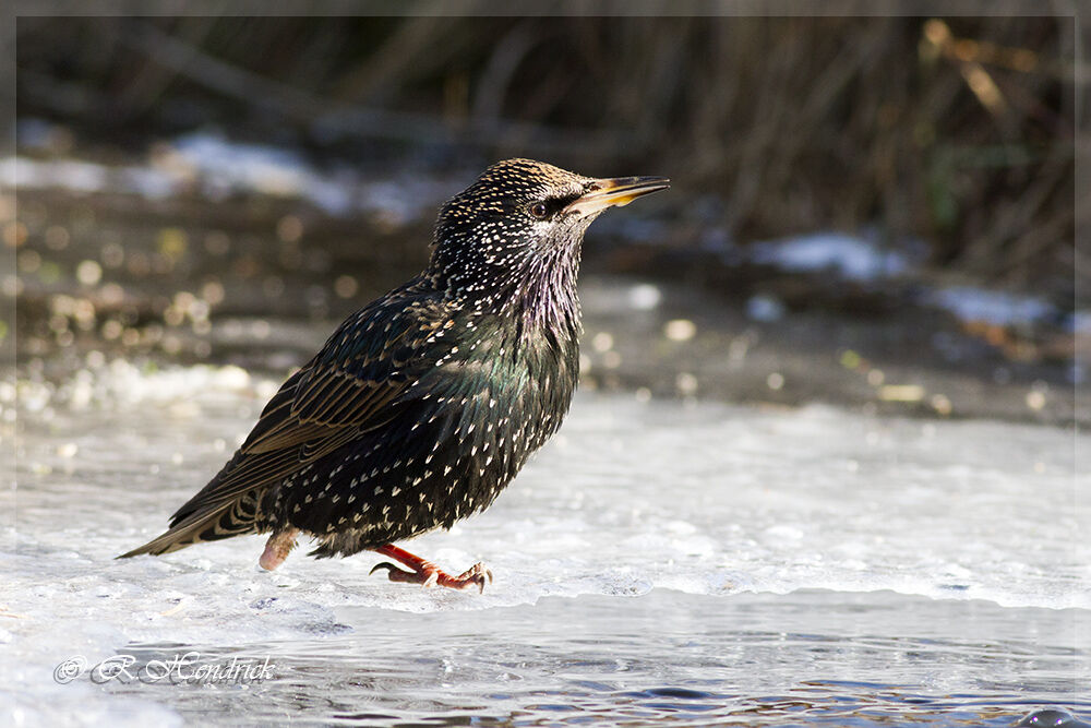 Common Starling