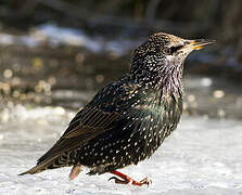 Common Starling