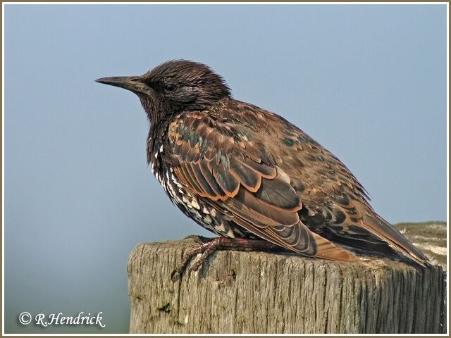 Common Starling